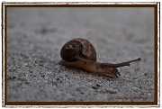 5th Oct 2011 - Baby Snail