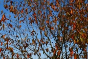 6th Oct 2011 - Leaves a flutter