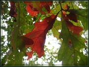 6th Oct 2011 - White Oak Leaves
