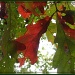 White Oak Leaves by olivetreeann