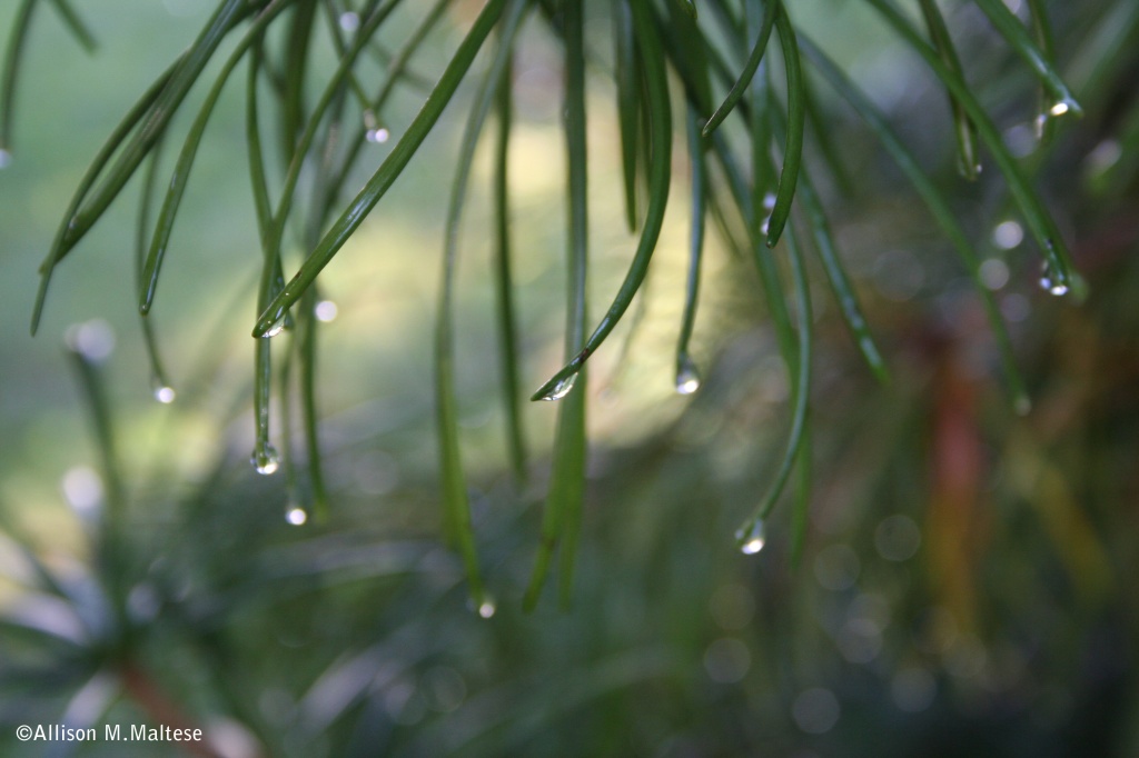 Rainy Day with a Bit of Bokeh by falcon11