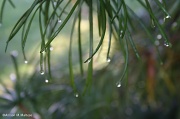 6th Oct 2011 - Rainy Day with a Bit of Bokeh