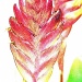 Bromeliad by corymbia