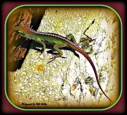 7th Oct 2011 - Anole lizzard