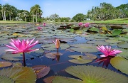 7th Oct 2011 - Waterlily pond