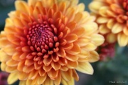 2nd Oct 2011 - Fall flowers II: “Chrysanthemum”