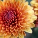 Fall flowers II: “Chrysanthemum” by rhoing