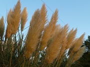 3rd Oct 2011 - Pampas Grass