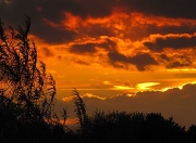 7th Oct 2011 - Sunset & Branches