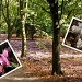 Cyclamen garden! by judithdeacon