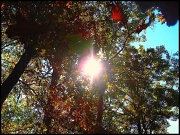 7th Oct 2011 - Sun