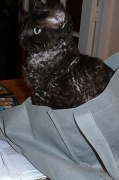 5th Oct 2011 - Cat-in-a-Bag