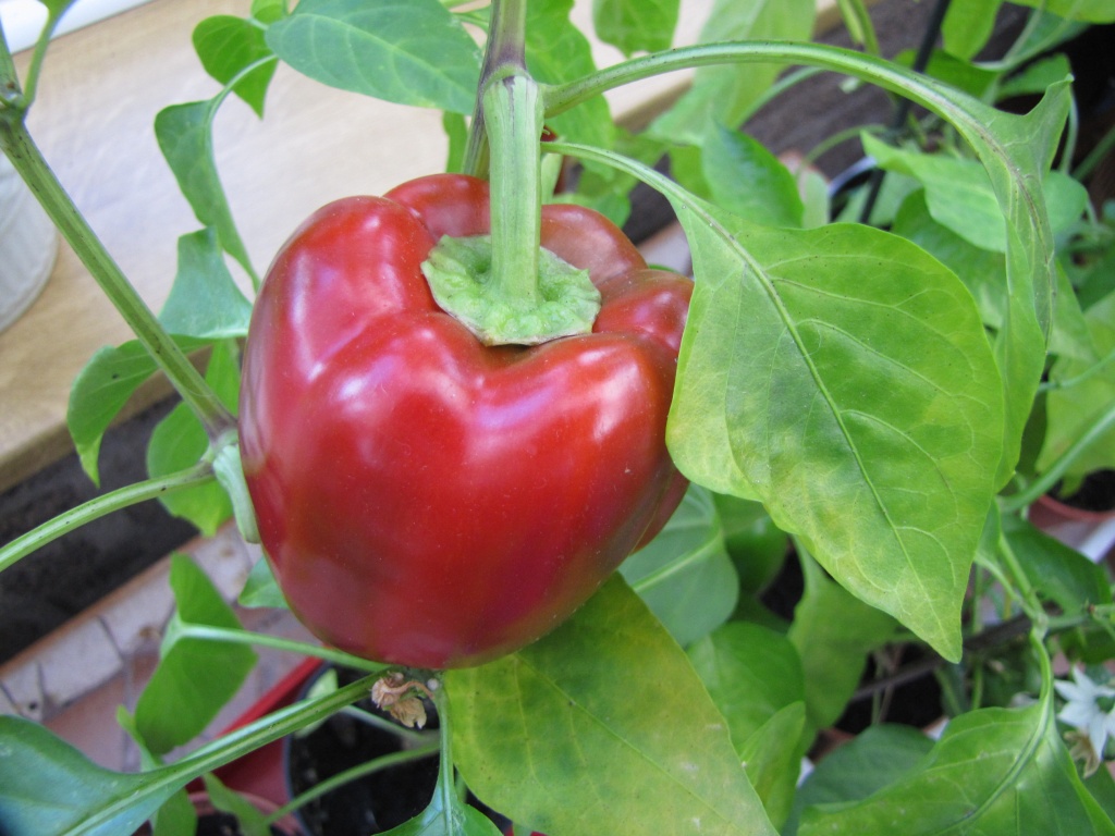 Ripening pepper by busylady