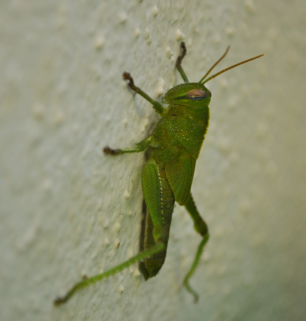 Grasshopper  by philbacon