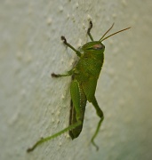 7th Oct 2011 - Grasshopper 