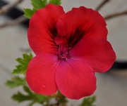 8th Oct 2011 - Red flower