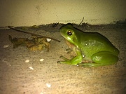 8th Oct 2011 - Frog