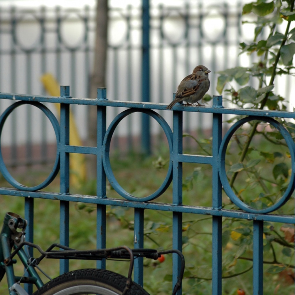 sparrow on the fence by parisouailleurs
