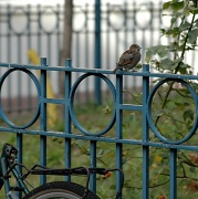 7th Oct 2011 - sparrow on the fence