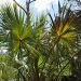 Florida palm by mittens