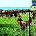 CAN YOU PRETTY UP A FENCE? by bruni