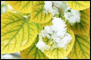 8th Oct 2011 - It was the first snow of the season...