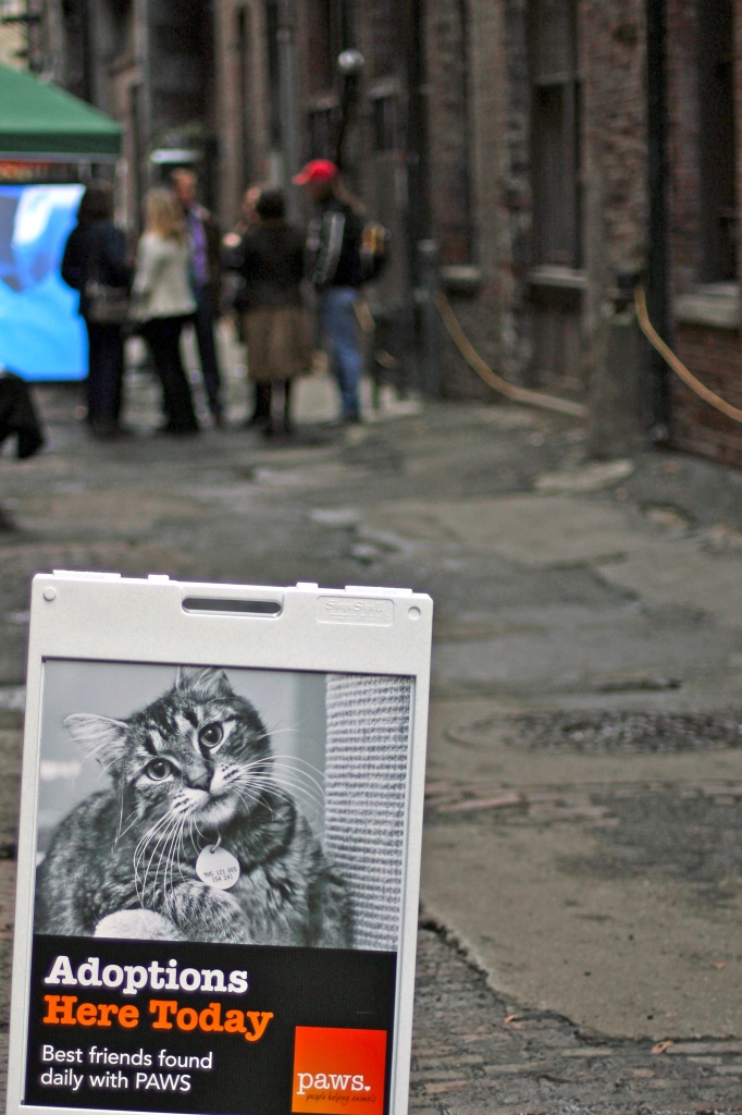 Cat Adoption In Nord Alley Pioneer Square by seattle