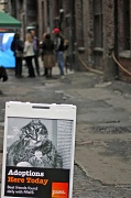 8th Oct 2011 - Cat Adoption In Nord Alley Pioneer Square