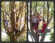 8th Oct 2011 - Climbing Trees