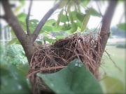 4th May 2010 - Nest for rent