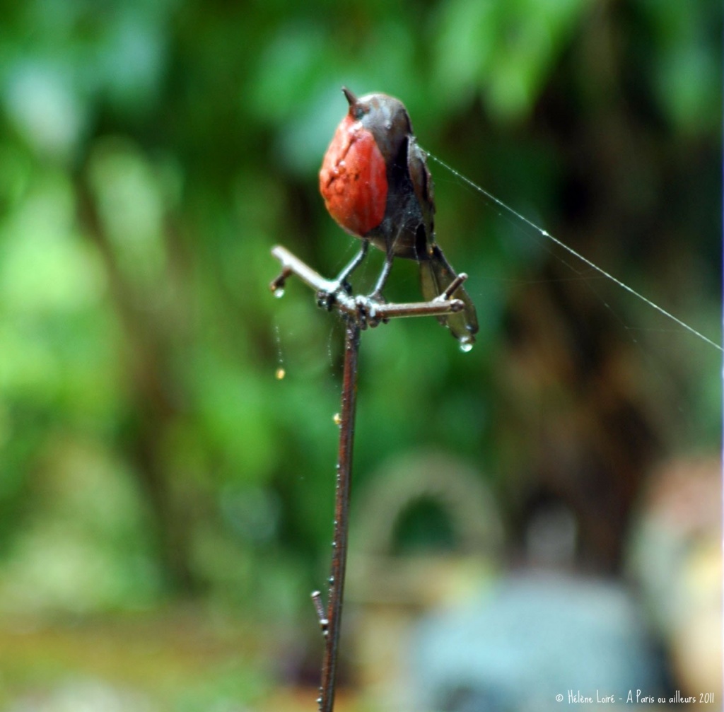 Robin plant support by parisouailleurs