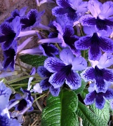 8th Oct 2011 - streptocarpus