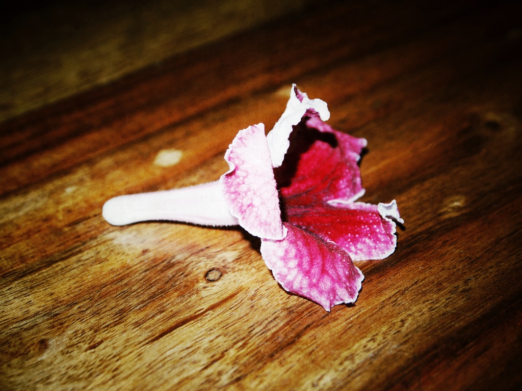 A fallen flower by mattjcuk