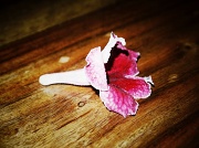 9th Oct 2011 - A fallen flower