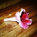 A fallen flower by mattjcuk