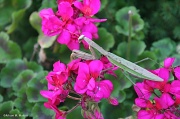 9th Oct 2011 - Praying Mantis