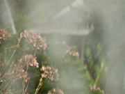 9th Oct 2011 - in a mist