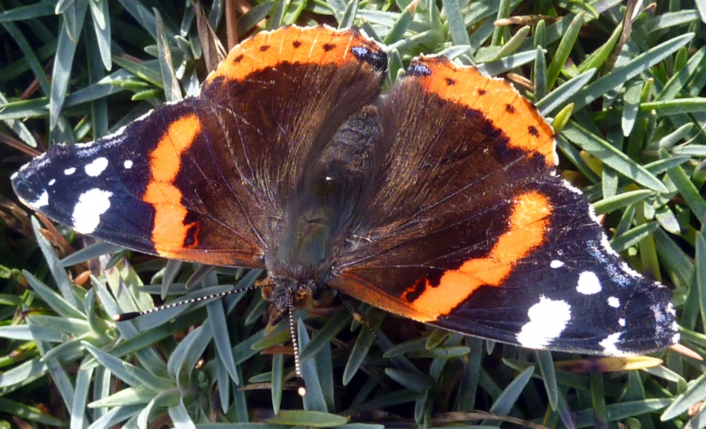 October Butterfly - An unusual visitor to our garden by phil_howcroft