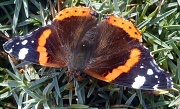 9th Oct 2011 - October Butterfly - An unusual visitor to our garden