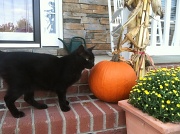 9th Oct 2011 - Frank is ready for Halloween!