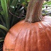 fall pumpkin by mjmaven