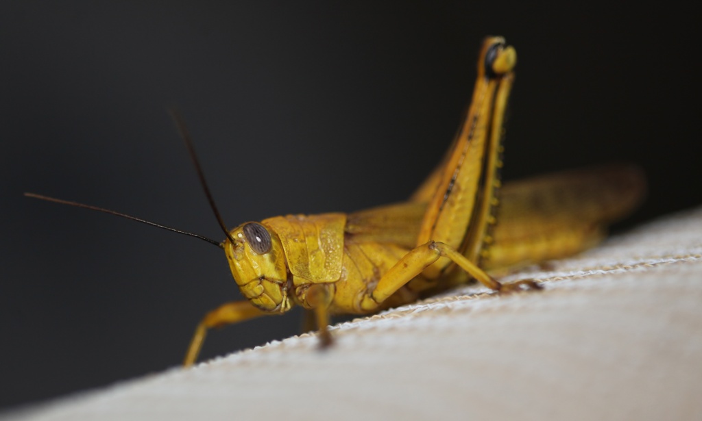 locust, my last visitor at CI by lbmcshutter