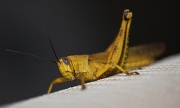 8th Oct 2011 - locust, my last visitor at CI