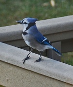 7th Oct 2011 - Blue Jay