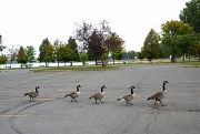 7th Oct 2011 - Geese