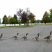 Geese by cwarrior