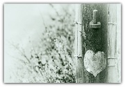 9th Oct 2011 - Wear your heart on a post