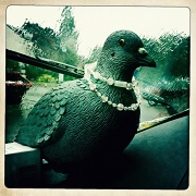 8th Oct 2011 - Pearly Pigeon