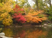 10th Oct 2011 - Lithia Park, Duck Pond