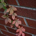 Fall on the wall by mittens